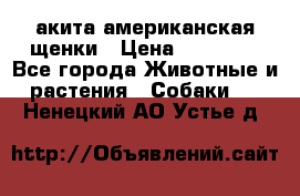 акита американская.щенки › Цена ­ 75 000 - Все города Животные и растения » Собаки   . Ненецкий АО,Устье д.
